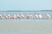 Roseattes and pelicans