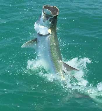 Your Florida Keys fishing guide is a tarpon expert