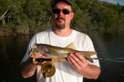 Juvenile snook on fly